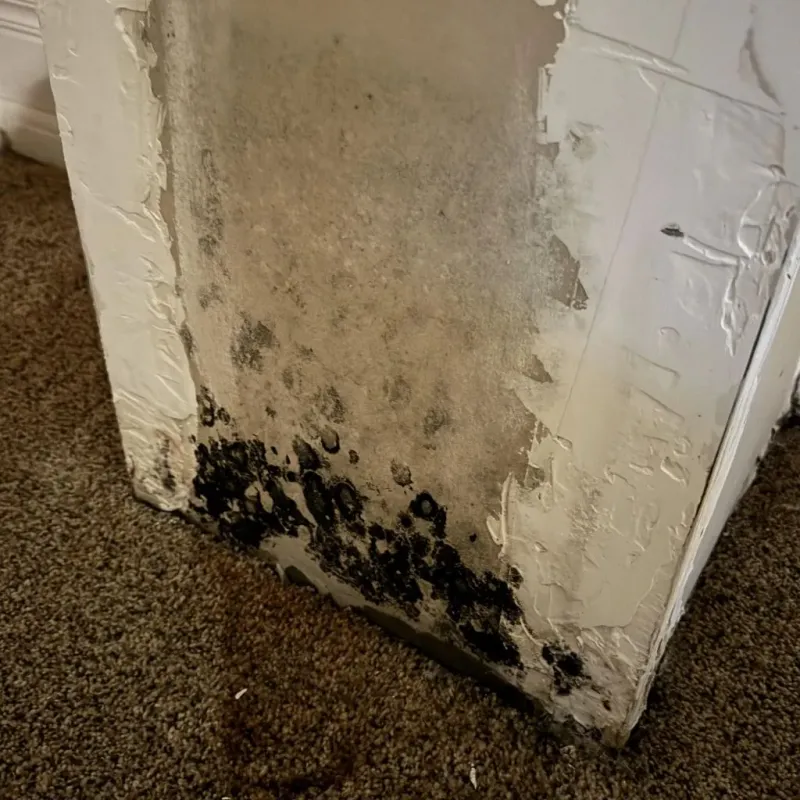 Professional Mold Removal in Lyman, WY